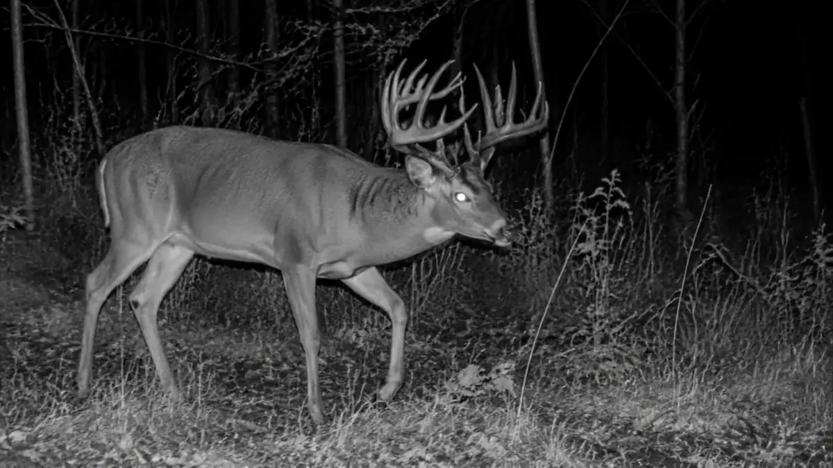 Close-up trail camera photo of a mature whitetail buck at night lit by no-glow infrared