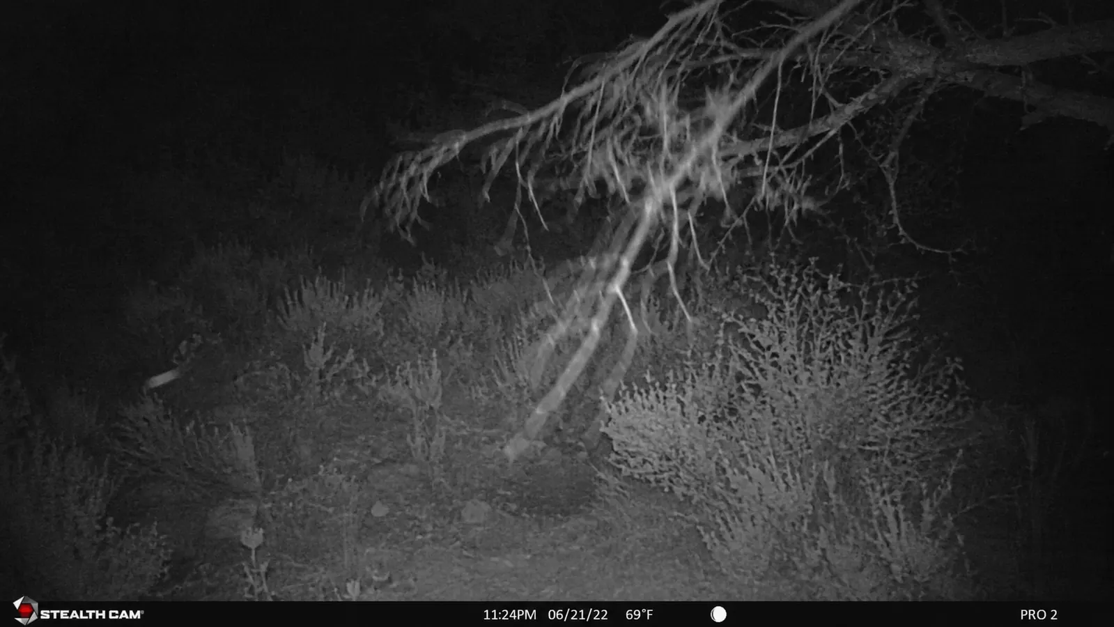 Trail camera photo showing a blank frame triggered by moving branches instead of an animal